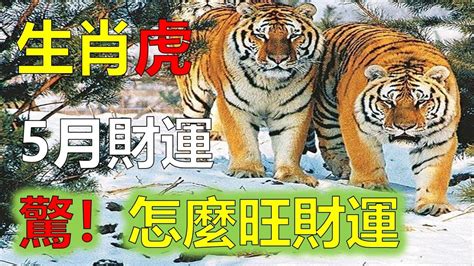 屬虎2023下半年運勢|【屬虎2023生肖運勢】財運步步高升，桃花運銳不可。